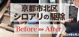 京都市北区・ベランダでヤマトシロアリの羽アリ発生 シロアリ駆除の事例の駆除