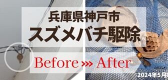 マンション廊下で初期のスズメバチ駆除の事例・兵庫県神戸市の駆除