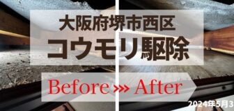 大阪府堺市西区・天井裏 コウモリ糞清掃 消毒除菌施工の事例の駆除