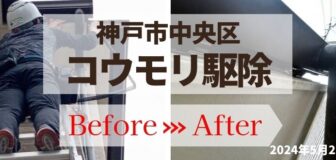 神戸市中央区・戸建の軒下 コウモリ侵入対策の事例の駆除