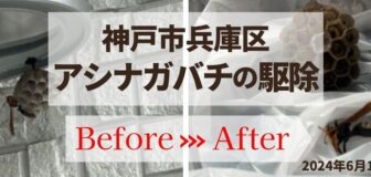 神戸市兵庫区・個人宅のアシナガバチ駆除の事例の駆除