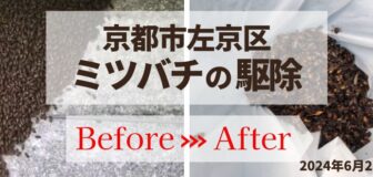 京都市左京区・ミツバチ大量発生　分蜂の駆除の駆除