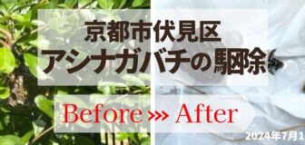 京都市伏見区・植栽の中のアシナガバチ駆除の事例の駆除