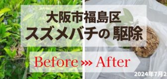 大阪市福島区・個人宅植栽のスズメバチ駆除の事例の駆除