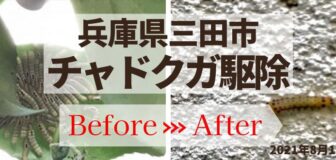 三田市・個人宅のチャドクガ駆除の事例の駆除