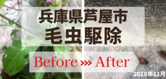 兵庫県芦屋市・個人宅の毛虫駆除の事例の駆除