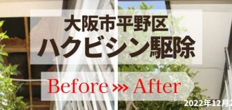 大阪市平野区・個人宅のハクビシン駆除の事例の駆除