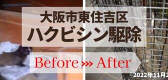 大阪市東住吉区・個人宅のハクビシン駆除の事例の駆除