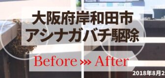 岸和田市・ハイツのアシナガバチ駆除の事例　の駆除