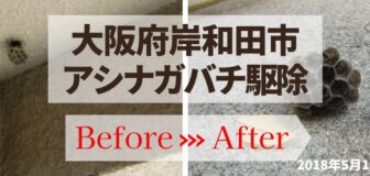 岸和田市・マンション（個人宅）のアシナガバチ駆除の事例　の駆除