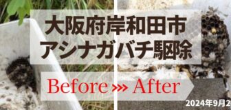 岸和田市・発泡スチロールの中のアシナガバチ駆除の事例の駆除