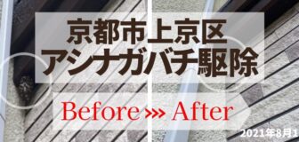 京都市上京区・個人宅のアシナガバチ駆除の事例　の駆除