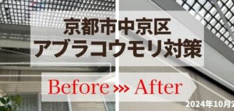 京都市中京区・アブラコウモリ対策 侵入経路封鎖の事例の駆除