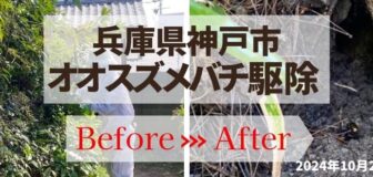 兵庫県神戸市・樹木根元 オオスズメバチ駆除の事例の駆除