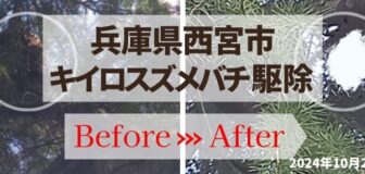 兵庫県西宮市・樹木 高所作業 キイロスズメバチ駆除の事例の駆除