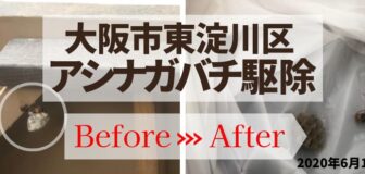 大阪市東淀川区・マンション（個人宅）のアシナガバチ駆除の事例　の駆除