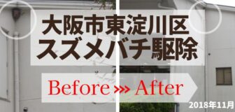 大阪市東淀川区・社屋のスズメバチ駆除の事例　の駆除