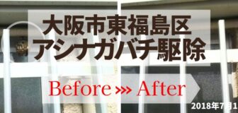 大阪市福島区・事務所のアシナガバチ駆除の事例　の駆除