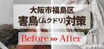 大阪市福島区・マンションのムクドリの巣撤去の事例　の駆除