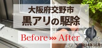 大阪府交野市・マンション個人宅の黒アリ駆除の事例　の駆除