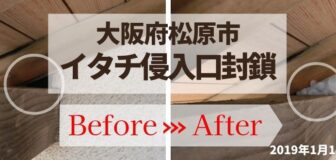 大阪府松原市・個人宅のイタチ消毒除菌・侵入口封鎖工事の事例