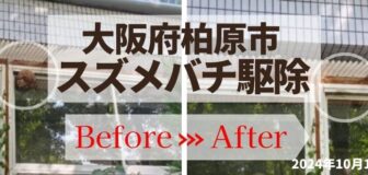 大阪府柏原市・施設のスズメバチ駆除の事例の駆除