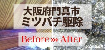 大阪府門真市・宿泊施設のミツバチ駆除の事例の駆除