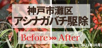 神戸市灘区・個人宅のアシナガバチ駆除の事例　の駆除