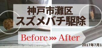 神戸市灘区・個人宅のスズメバチ駆除の事例の駆除