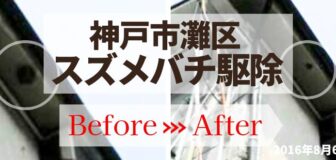 神戸市灘区・店舗のスズメバチ駆除の事例　の駆除