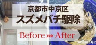 京都市中京区・個人宅のスズメバチ駆除の事例の駆除