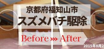 京都府福知山市・天井裏の蜂の巣駆除の事例　の駆除