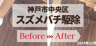 神戸市中央区・施設のスズメバチ駆除の事例の駆除