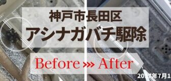 神戸市長田区・個人宅のアシナガバチ駆除の事例の駆除