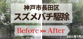 神戸市長田区・会社駐車場のスズメバチ駆除の事例の駆除