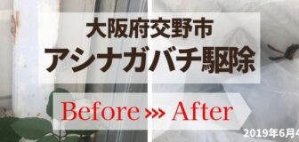 大阪府交野市・個人宅のアシナガバチ駆除の事例　の駆除