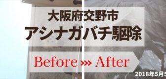 大阪府交野市・個人宅の下アシナガバチ駆除の事例　の駆除