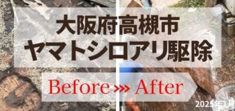 大阪府高槻市・個人宅ヤマトシロアリ大量発生　駆除の事例