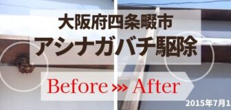 大阪府四条畷市・店舗のアシナガバチ駆除の事例　の駆除