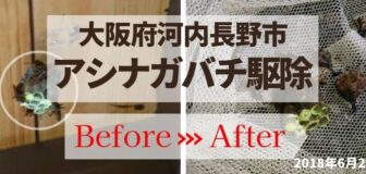 大阪府河内長野市・個人宅のアシナガバチ駆除の事例の駆除