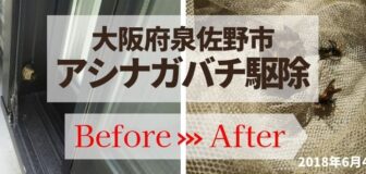 大阪府泉佐野市・マンション（個人宅）のアシナガバチ駆除の事例　の駆除