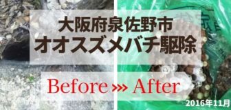 大阪府泉佐野市・神社のオオスズメバチ駆除の事例　の駆除