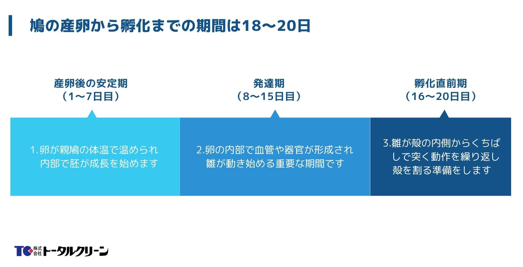 鳩の卵から孵化までの期間