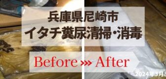 兵庫県尼崎市・天井裏イタチの糞撤去・消毒・断熱材交換の事例の駆除