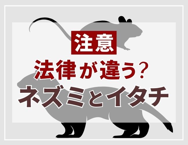 法律が違うネズミとイタチ