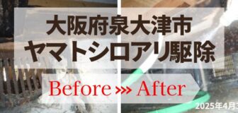 大阪府泉大津市・個人宅 ヤマトシロアリ駆除の事例の駆除