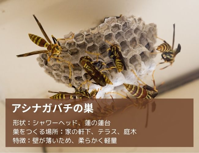 アシナガバチの巣