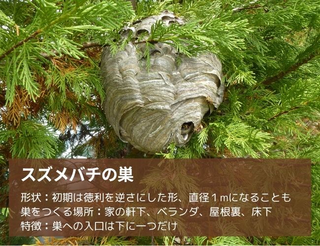 スズメバチの巣