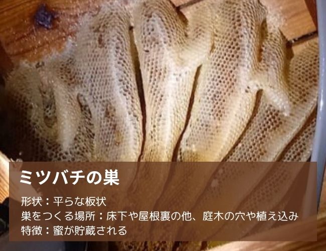 ミツバチの巣