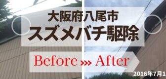 大阪府八尾市・個人宅のスズメバチ駆除の事例